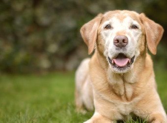 Gray Muzzle Dogs: 5 Things to Know About Your Aging Pet