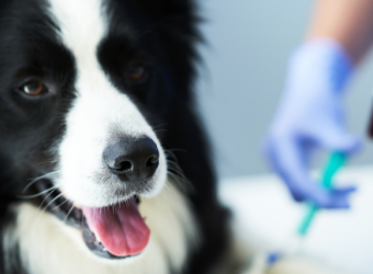 Lab Tests on Dogs: Why They’re Important and What They Tell Your Veterinarian