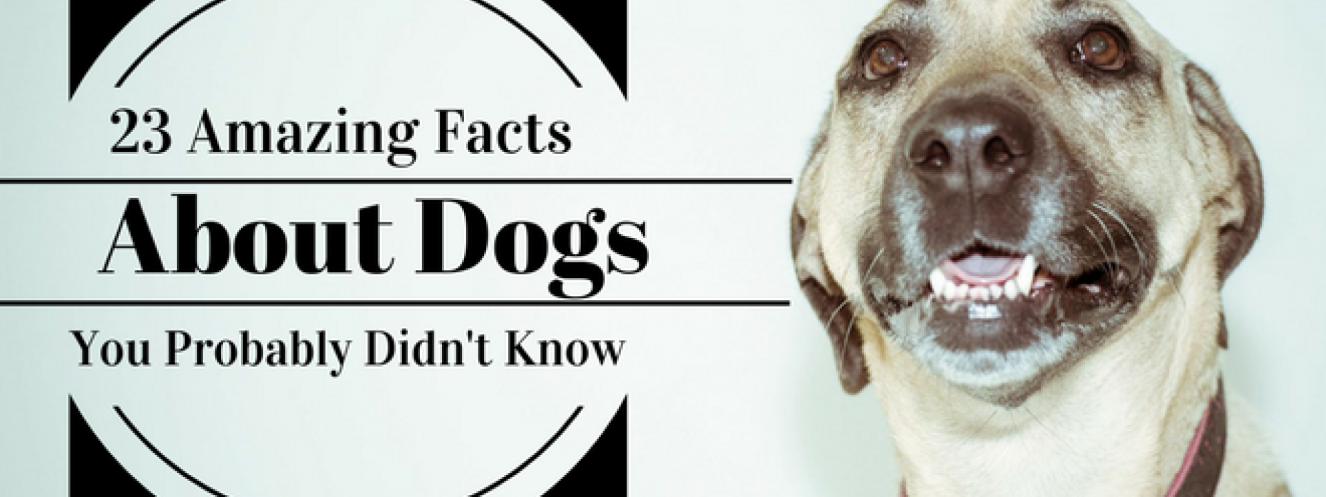 23 Amazing Facts About Dogs