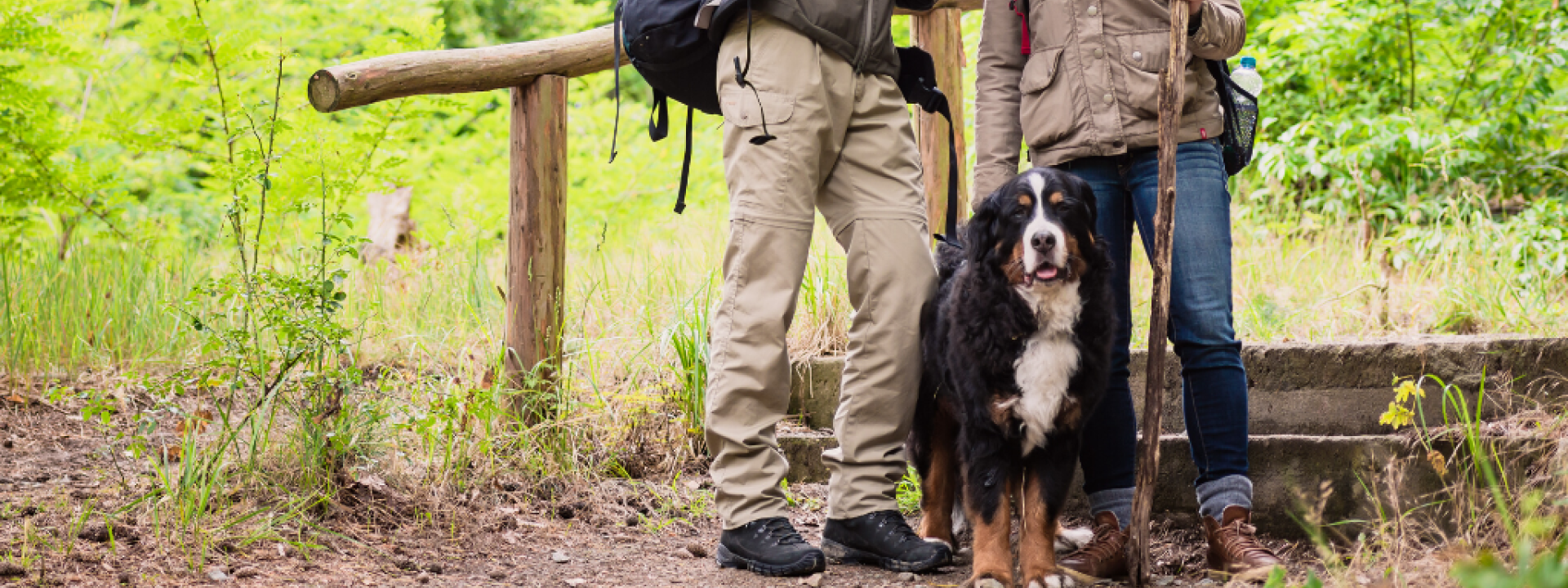 Young hiker couple with Bernese mountain dog on forest trail