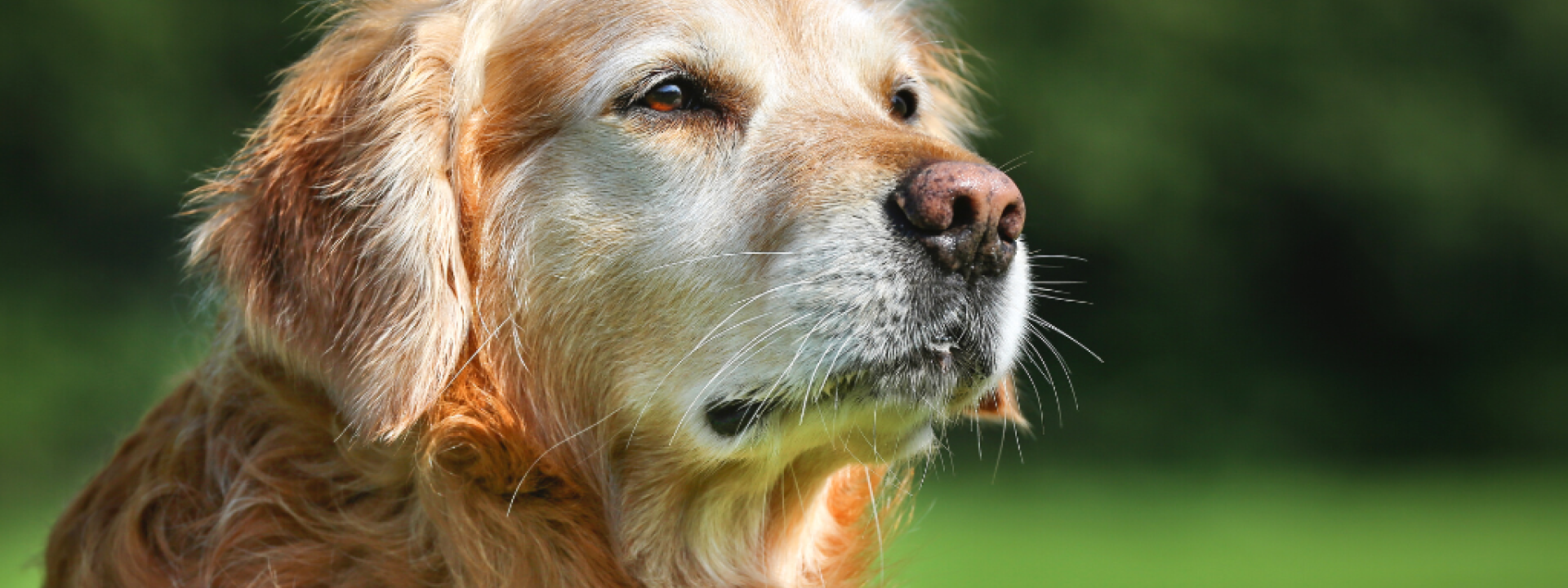 Old purebred Golden Retriever dog outdoors on a sunny summer day.