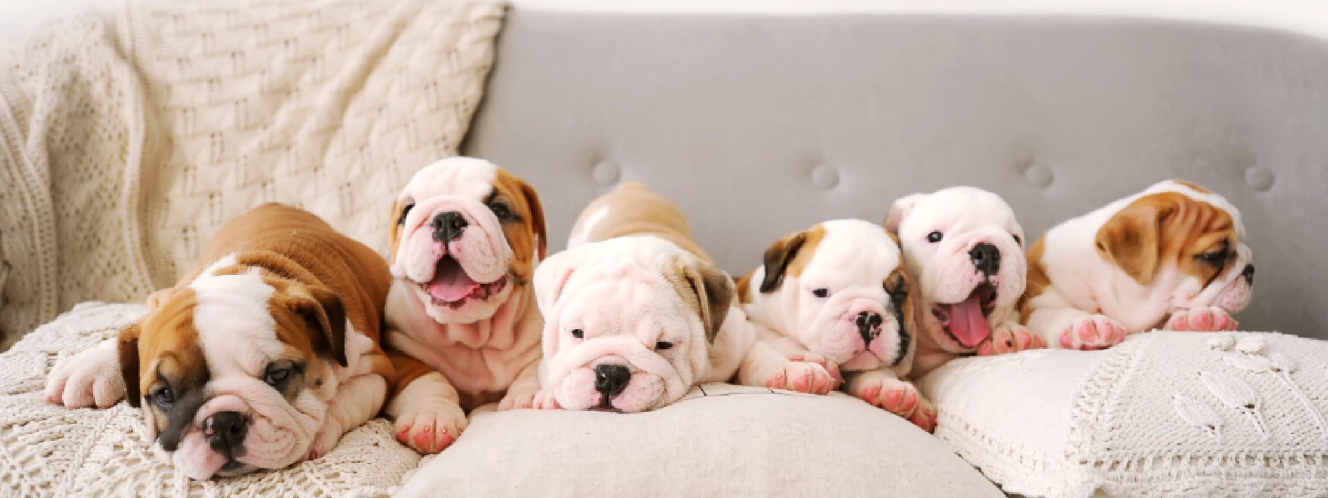 Litter of puppies on couch.